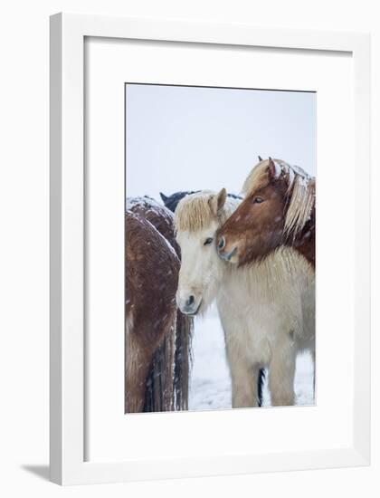 Horses outside during a Snowstorm.-Arctic-Images-Framed Photographic Print