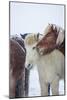 Horses outside during a Snowstorm.-Arctic-Images-Mounted Photographic Print