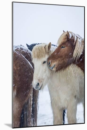 Horses outside during a Snowstorm.-Arctic-Images-Mounted Photographic Print