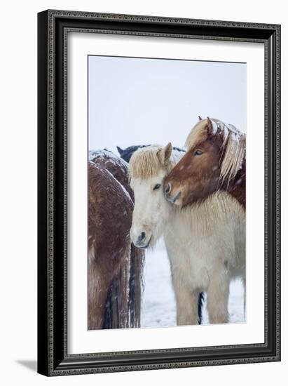 Horses outside during a Snowstorm.-Arctic-Images-Framed Photographic Print