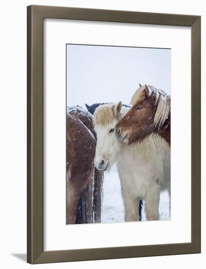 Horses outside during a Snowstorm.-Arctic-Images-Framed Photographic Print