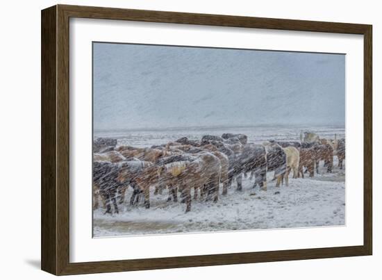 Horses outside during a Snowstorm.-Arctic-Images-Framed Photographic Print