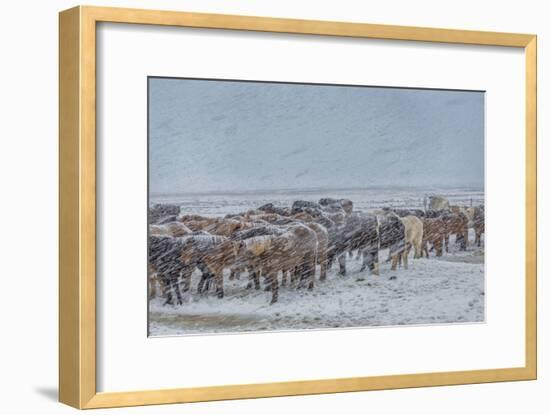 Horses outside during a Snowstorm.-Arctic-Images-Framed Photographic Print