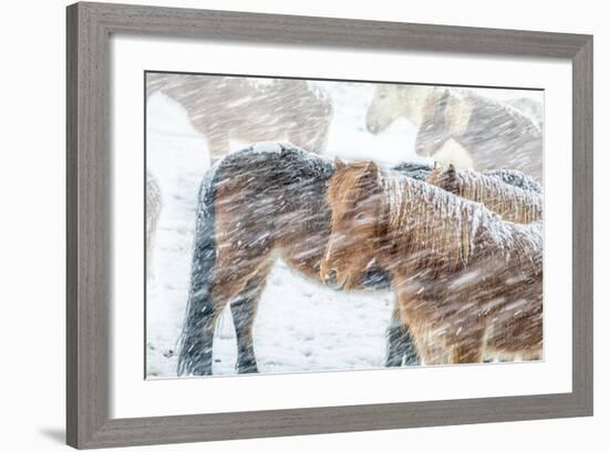 Horses outside during a Snowstorm.-Arctic-Images-Framed Photographic Print