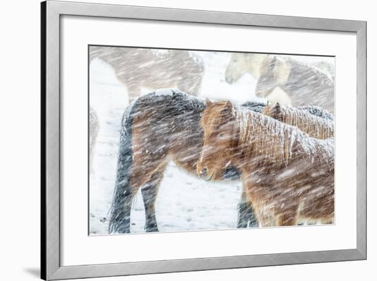 Horses outside during a Snowstorm.-Arctic-Images-Framed Photographic Print