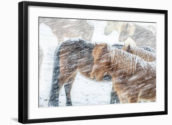 Horses outside during a Snowstorm.-Arctic-Images-Framed Photographic Print