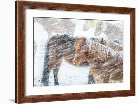 Horses outside during a Snowstorm.-Arctic-Images-Framed Photographic Print