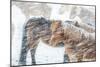 Horses outside during a Snowstorm.-Arctic-Images-Mounted Photographic Print