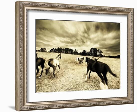 Horses Running and Playing in Barren Field-Jan Lakey-Framed Photographic Print