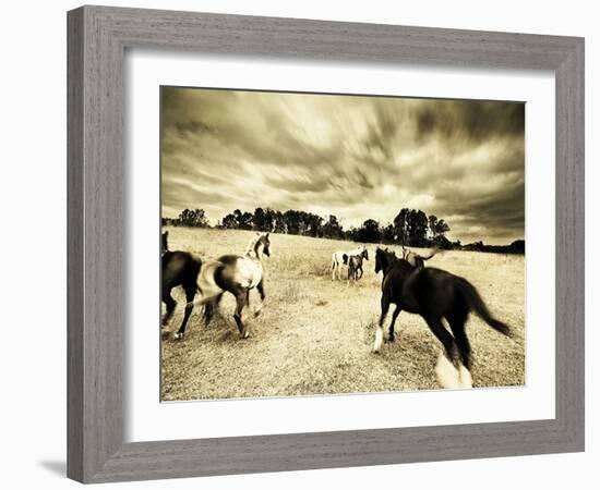 Horses Running and Playing in Barren Field-Jan Lakey-Framed Photographic Print