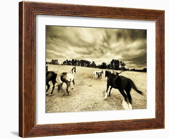 Horses Running and Playing in Barren Field-Jan Lakey-Framed Photographic Print