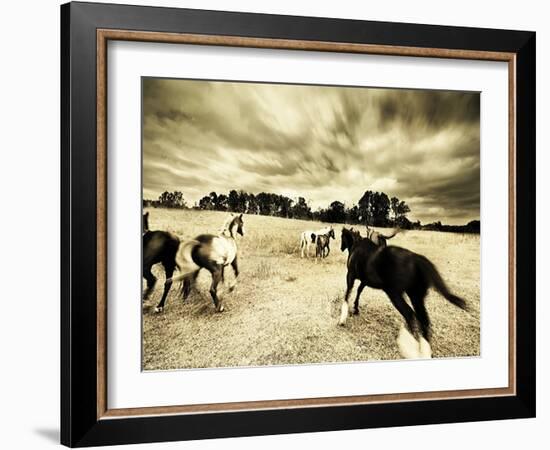 Horses Running and Playing in Barren Field-Jan Lakey-Framed Photographic Print