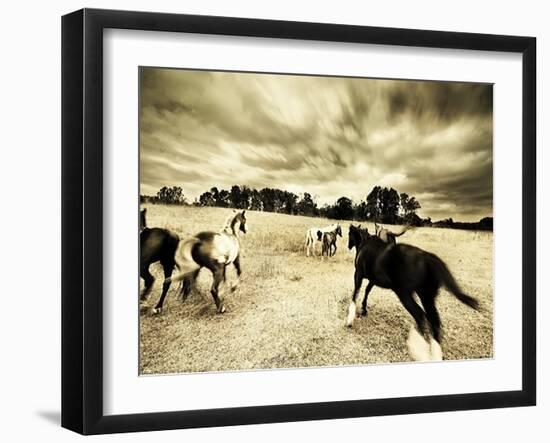 Horses Running and Playing in Barren Field-Jan Lakey-Framed Photographic Print