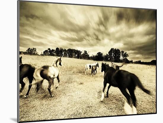 Horses Running and Playing in Barren Field-Jan Lakey-Mounted Photographic Print