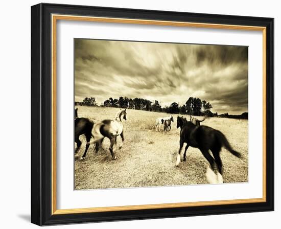 Horses Running and Playing in Barren Field-Jan Lakey-Framed Photographic Print