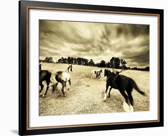 Horses Running and Playing in Barren Field-Jan Lakey-Framed Photographic Print