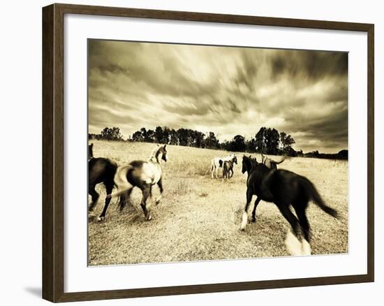 Horses Running and Playing in Barren Field-Jan Lakey-Framed Photographic Print