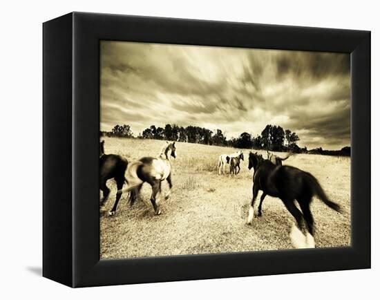 Horses Running and Playing in Barren Field-Jan Lakey-Framed Premier Image Canvas