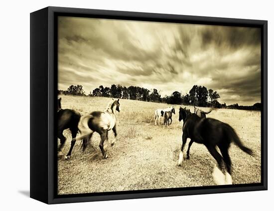 Horses Running and Playing in Barren Field-Jan Lakey-Framed Premier Image Canvas