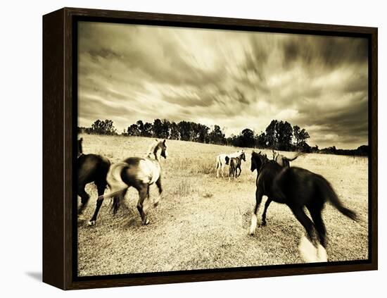 Horses Running and Playing in Barren Field-Jan Lakey-Framed Premier Image Canvas