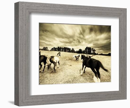 Horses Running and Playing in Barren Field-Jan Lakey-Framed Photographic Print