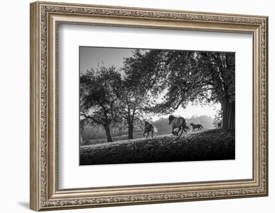 Horses running at sunset, Baden Wurttemberg, Germany-Panoramic Images-Framed Photographic Print