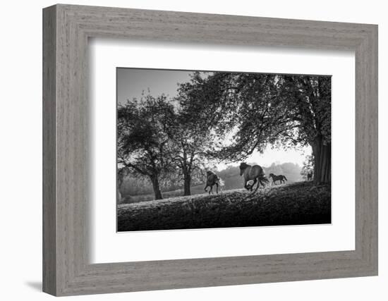 Horses running at sunset, Baden Wurttemberg, Germany-Panoramic Images-Framed Photographic Print