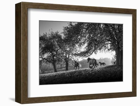 Horses running at sunset, Baden Wurttemberg, Germany-Panoramic Images-Framed Photographic Print