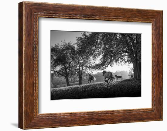 Horses running at sunset, Baden Wurttemberg, Germany-Panoramic Images-Framed Photographic Print