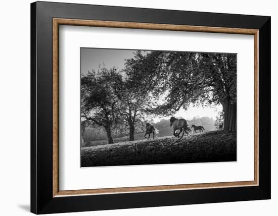 Horses running at sunset, Baden Wurttemberg, Germany-Panoramic Images-Framed Photographic Print