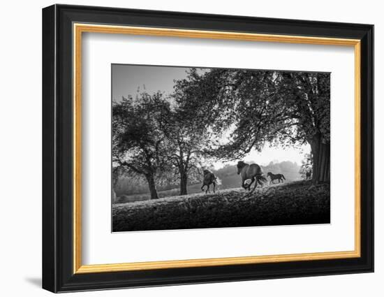 Horses running at sunset, Baden Wurttemberg, Germany-Panoramic Images-Framed Photographic Print