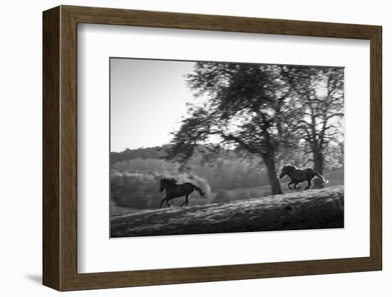 Horses running at sunset, Baden Wurttemberg, Germany-Panoramic Images-Framed Photographic Print