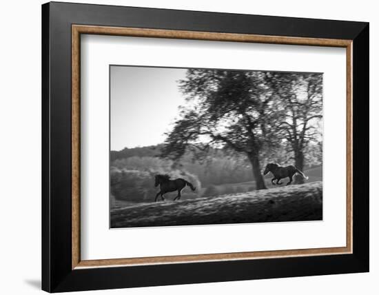 Horses running at sunset, Baden Wurttemberg, Germany-Panoramic Images-Framed Photographic Print