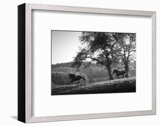Horses running at sunset, Baden Wurttemberg, Germany-Panoramic Images-Framed Photographic Print