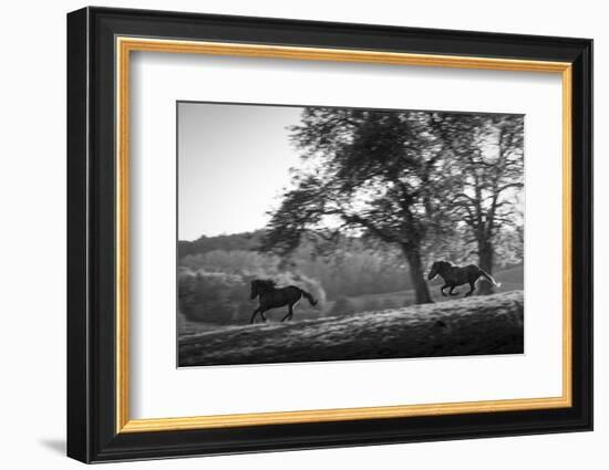 Horses running at sunset, Baden Wurttemberg, Germany-Panoramic Images-Framed Photographic Print