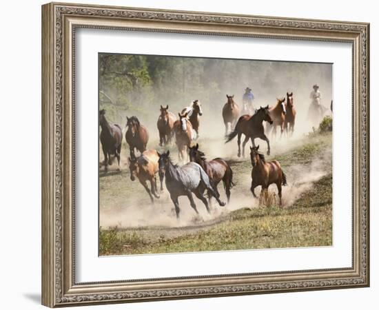 Horses Running During Roundup, Montana, USA-Adam Jones-Framed Photographic Print