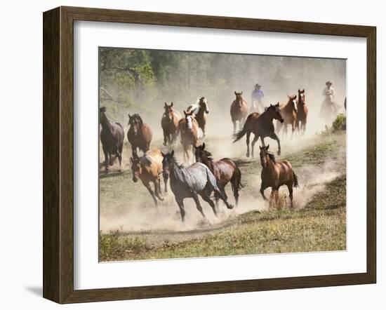 Horses Running During Roundup, Montana, USA-Adam Jones-Framed Photographic Print