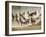 Horses Running During Roundup, Montana, USA-Adam Jones-Framed Photographic Print