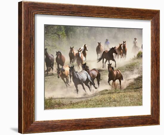 Horses Running During Roundup, Montana, USA-Adam Jones-Framed Photographic Print