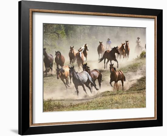 Horses Running During Roundup, Montana, USA-Adam Jones-Framed Photographic Print