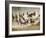 Horses Running During Roundup, Montana, USA-Adam Jones-Framed Photographic Print