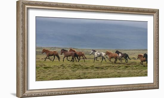 Horses Running in the Countryside, Iceland-null-Framed Photographic Print