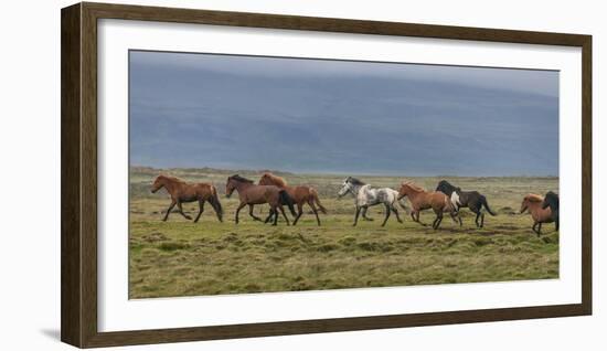 Horses Running in the Countryside, Iceland-null-Framed Photographic Print