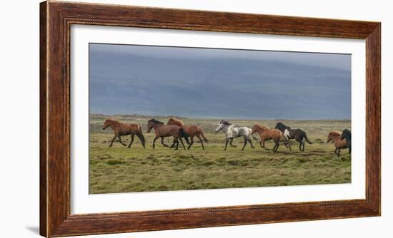 Horses Running in the Countryside, Iceland-null-Framed Photographic Print