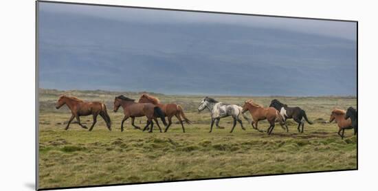 Horses Running in the Countryside, Iceland-null-Mounted Photographic Print