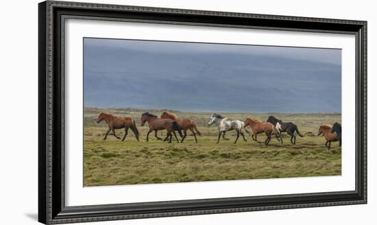 Horses Running in the Countryside, Iceland-null-Framed Photographic Print