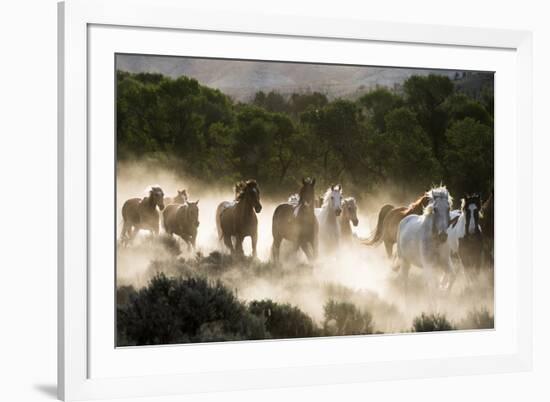 Horses running, kicking up dust at sunrise-Sheila Haddad-Framed Premium Photographic Print