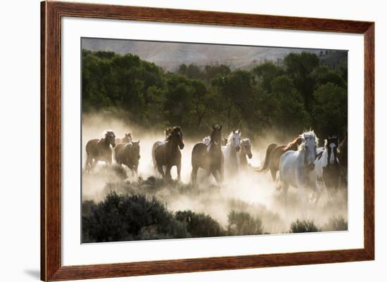 Horses running, kicking up dust at sunrise-Sheila Haddad-Framed Premium Photographic Print