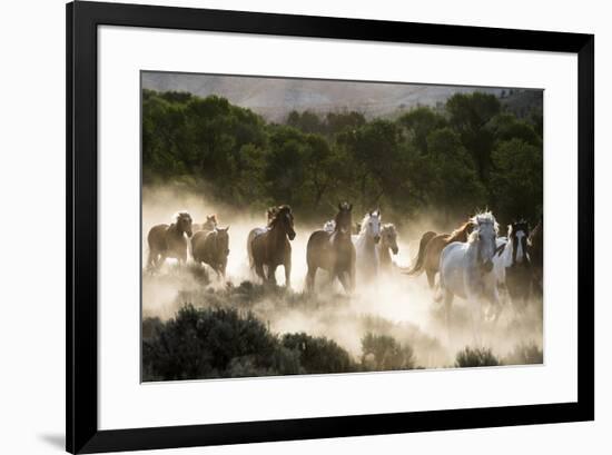 Horses running, kicking up dust at sunrise-Sheila Haddad-Framed Premium Photographic Print