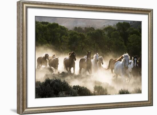 Horses running, kicking up dust at sunrise-Sheila Haddad-Framed Premium Photographic Print